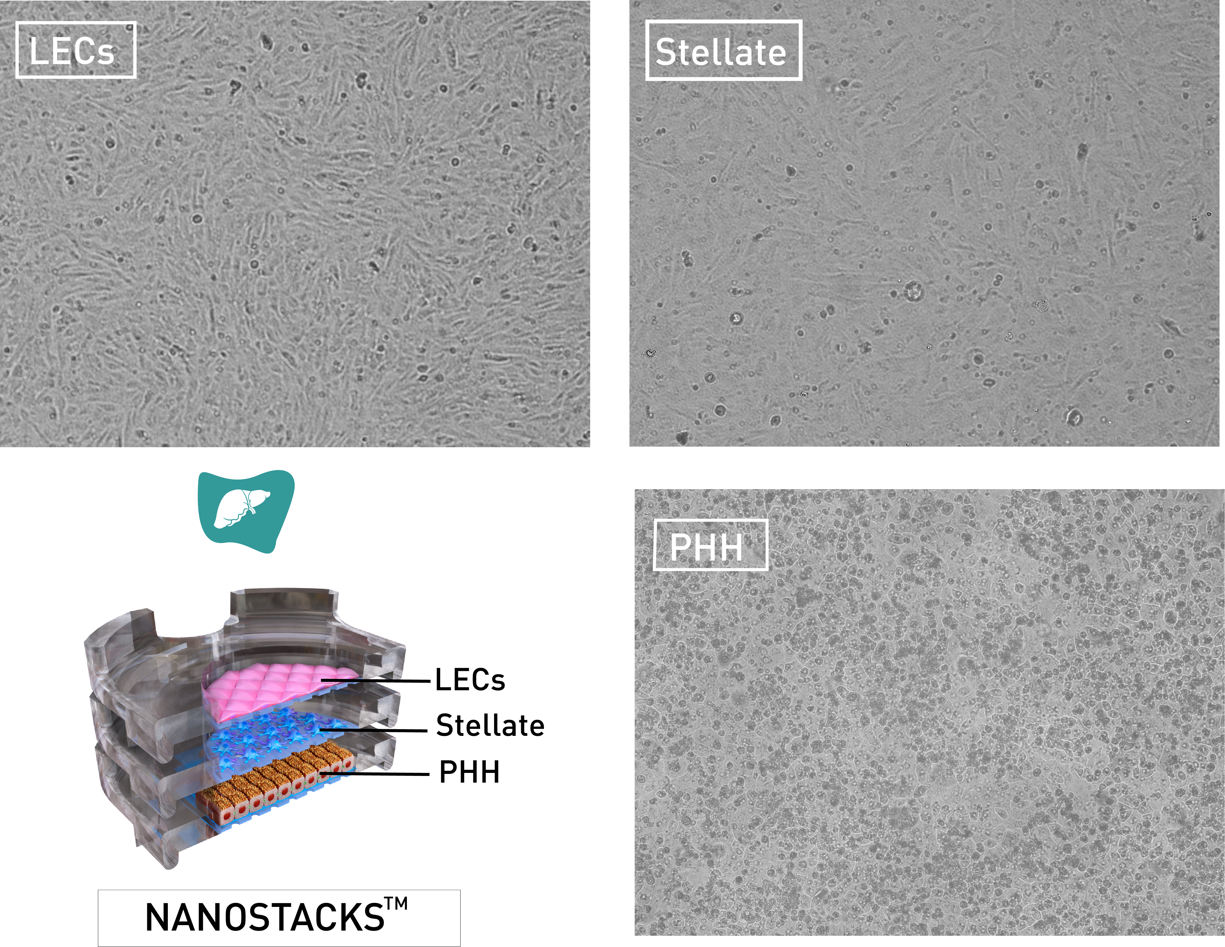 tri culture cells on nanostacks wildfield cell images on nanostacks2.png__PID:133f9ac1-69fb-4671-9238-3ab72974a8d0