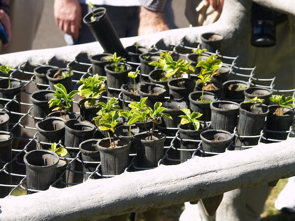 coffee saplings at Doka coffee plantation in Costa Rica 