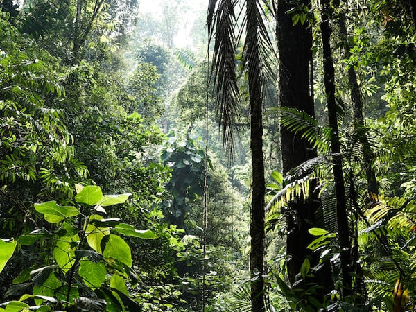 Humid jungle of Brunca, Costa Rica