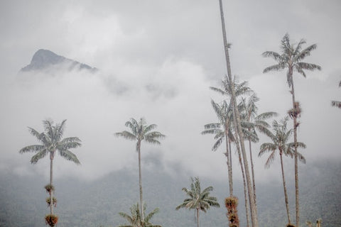 foggy palm trees overlooking the Sierra Nevada de Santa Marta coffee region