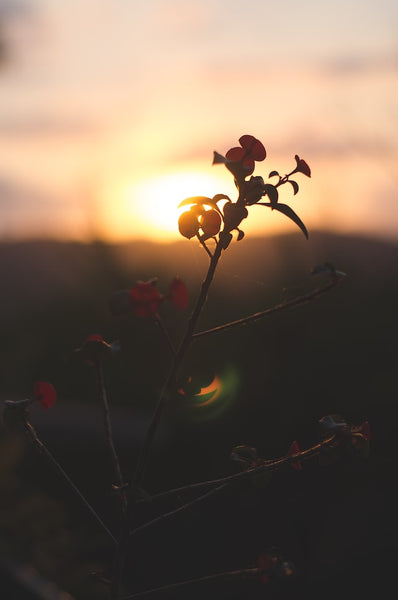 coffee plant at sunset in Naranjo, Costa Rica