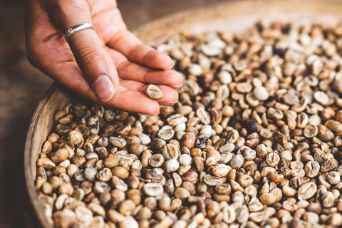 Green Coffee beans dried in a pan and a hand inspecting individual beans for quality