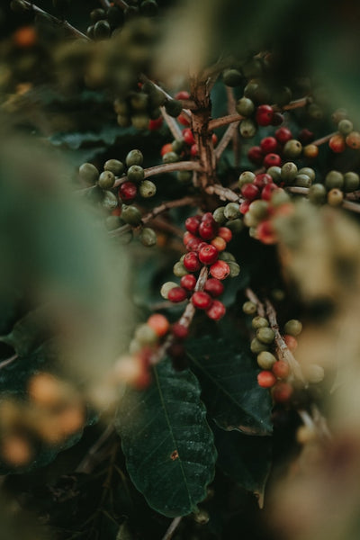 a cluster of ripe coffee cherries on a branch of a coffee tree