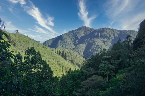 colombian coffee lands