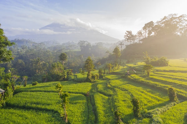 Plantation in Bali, Indonesia