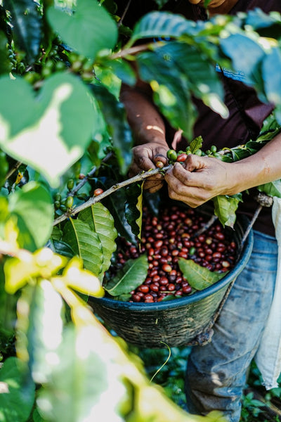 coffee farmer harvesting coffee cherries and placing them into a basket