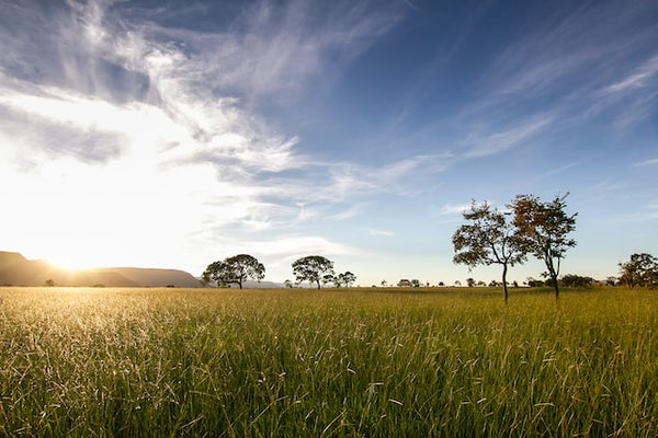 green grass field under blue sky in Goias, Brazil