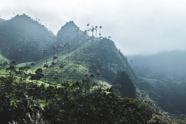 green mountain peak covered with lush foliage and misty clouds and fog