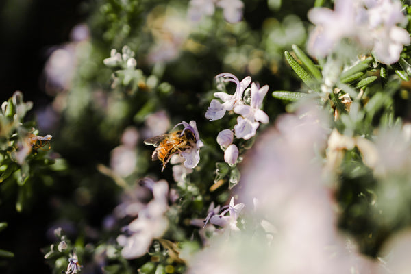 bee on flower blossom
