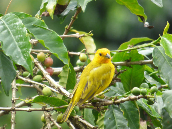 bird sitting on coffee plant branch