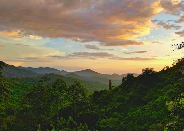 green foliage over a valley at sunset overlooking a coffee region in Magdalena, Colombia facing the ocean