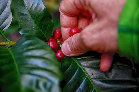 Hand picking coffee cherries from a coffee plant