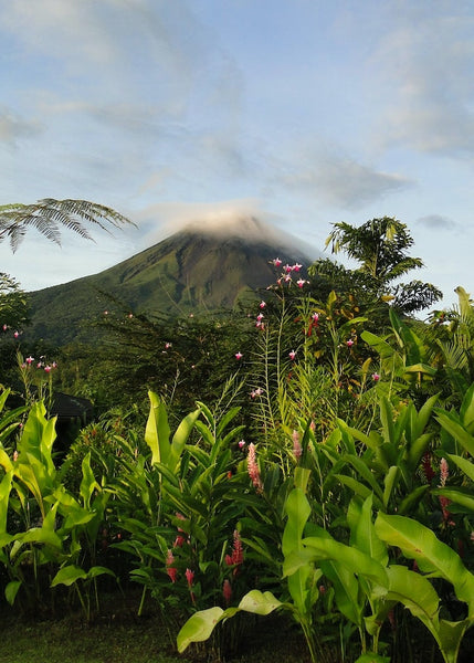 volcano in Costa Rica with flowers in the foreground