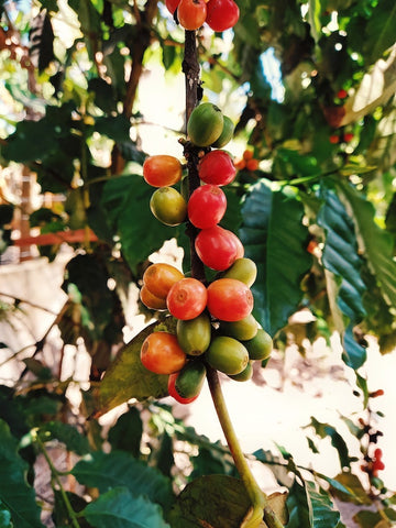 large supremo coffee cherries on branch