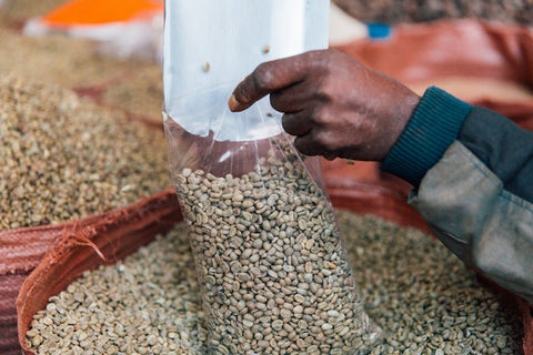 green, dried coffee beans being packaged for shipping