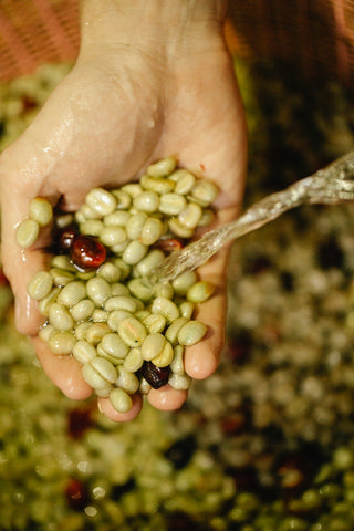 Washing and wet processing of coffee beans to separate the bean from the parchment and cherry flesh