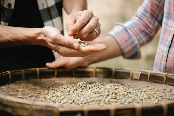 Sorting and inspecting of dried coffee beans on a mesh tray