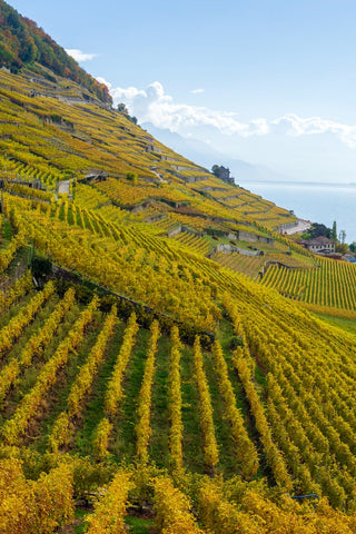steep vineyards overlooking the river with great drainage
