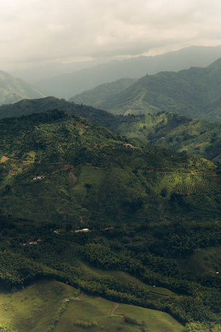 Coffee farm in the Andean Mountains