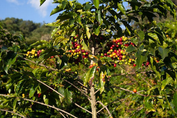 coffee tree in South America 