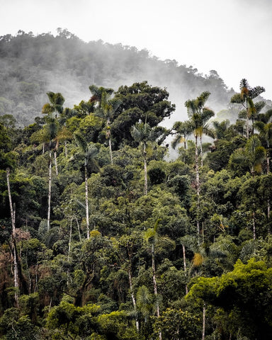 Madre De Dios forest in the Sierra Region