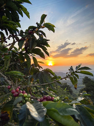 coffee fruit in central and southern Colombia at high elevation