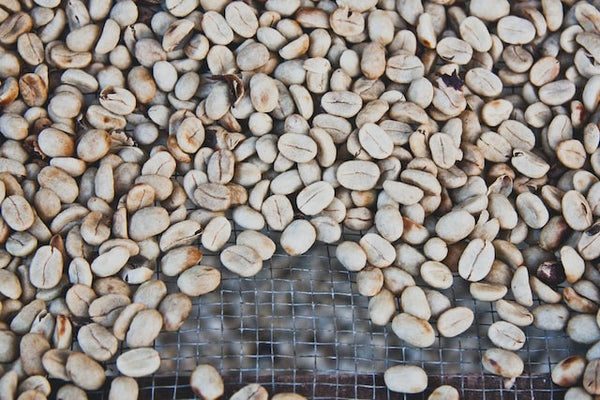 washed coffee beans on a drying rack