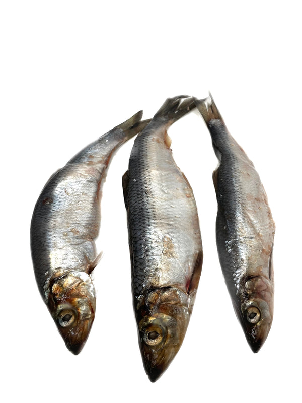 Sardines – Raw Feeding Miami