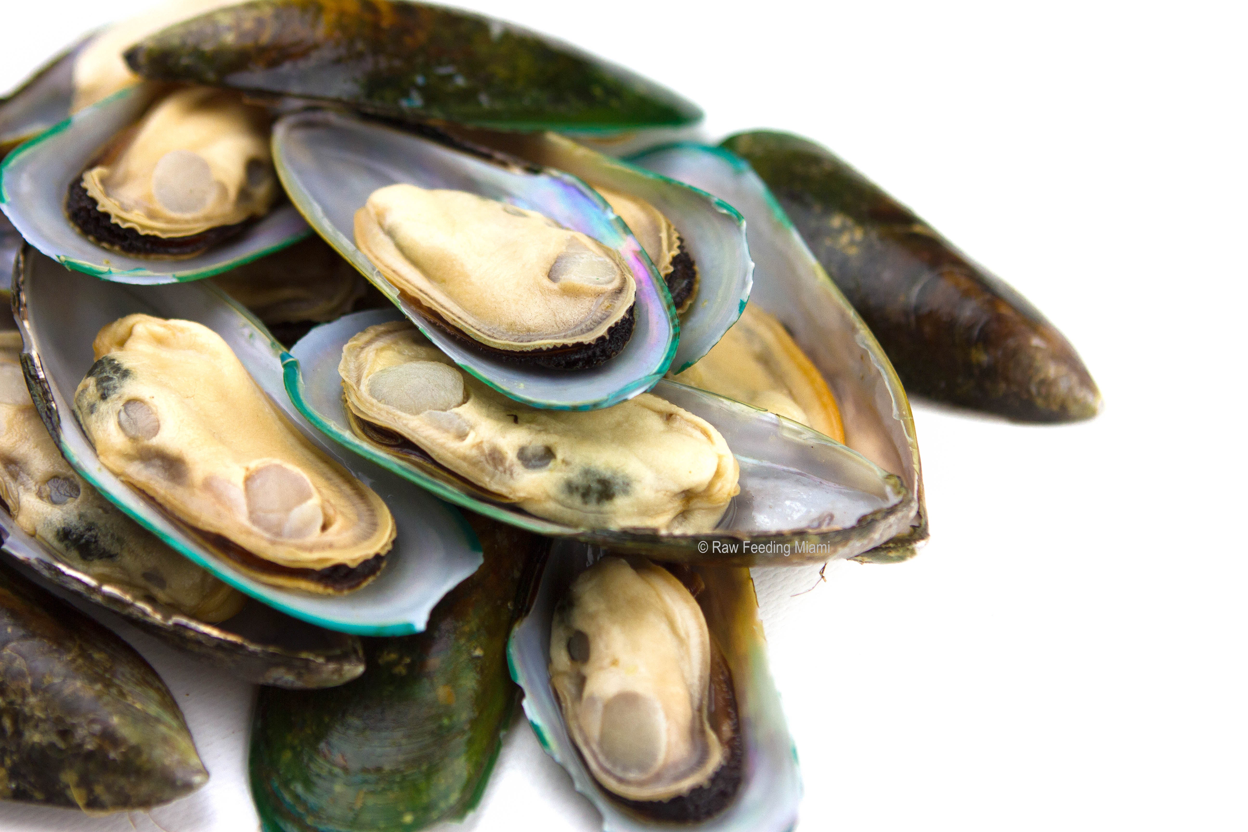 Green Lipped Mussels Raw Feeding Miami