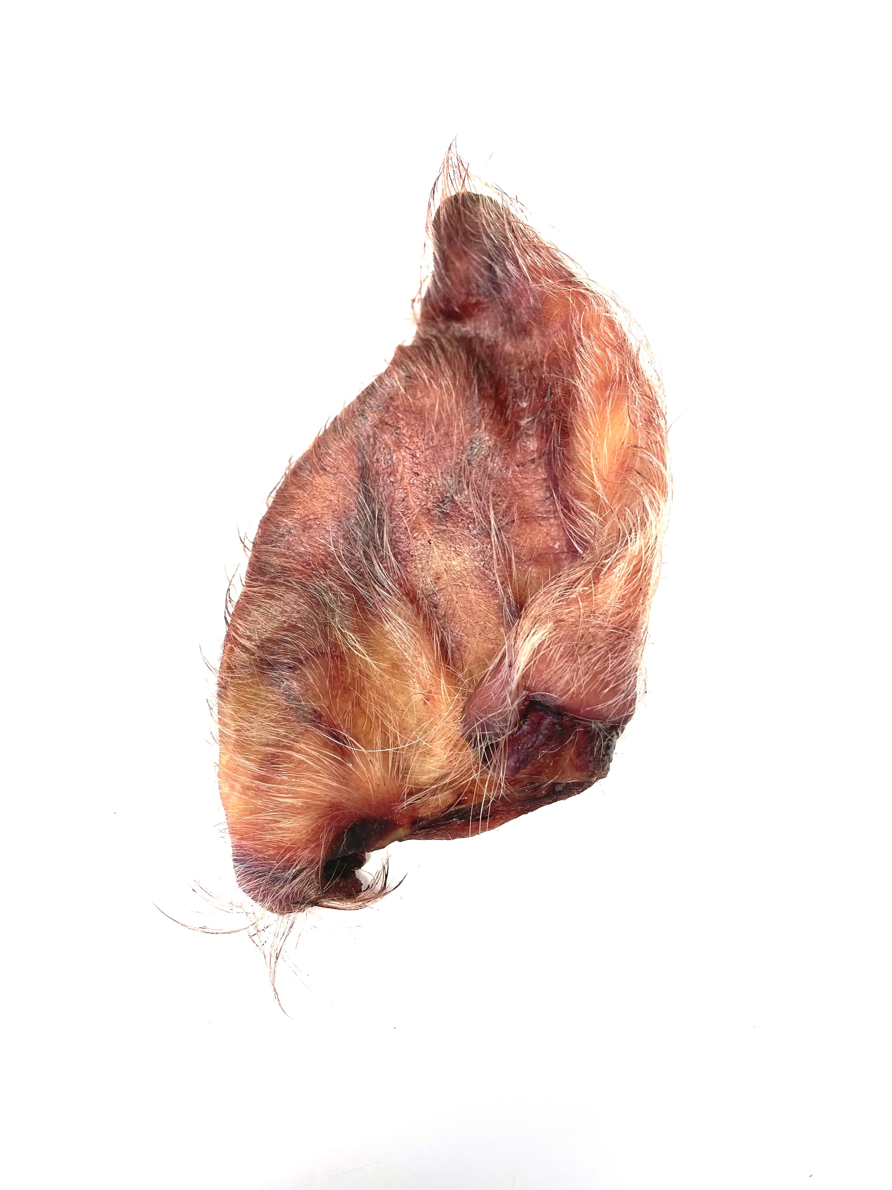 Dehydrated Pig Ears – Raw Feeding Miami 