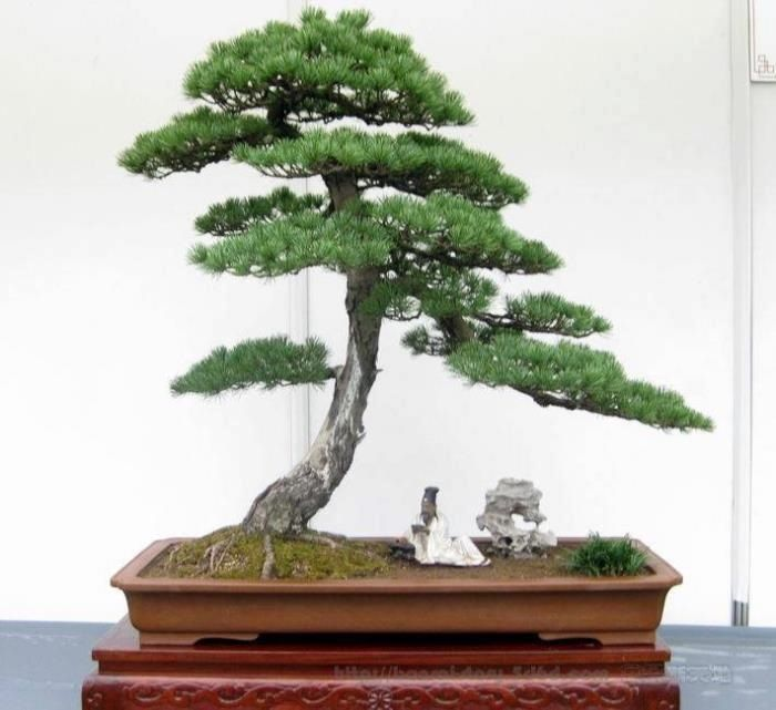moyogi-bonsai