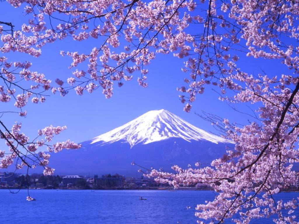 sakura-fuji