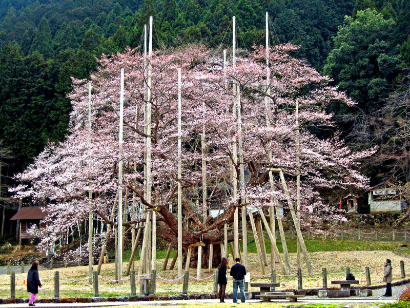 sakura-Usuzumi-Zakura