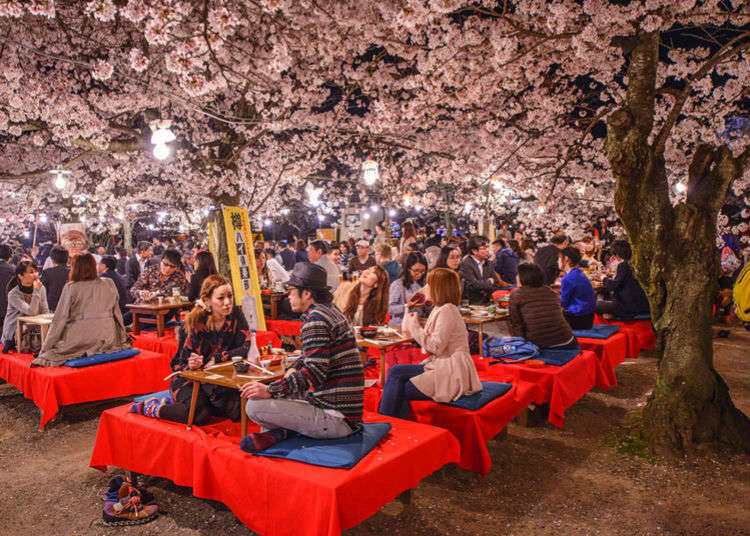 Magischer Sakura Baum - Magie und Kirschblüten aus Japan