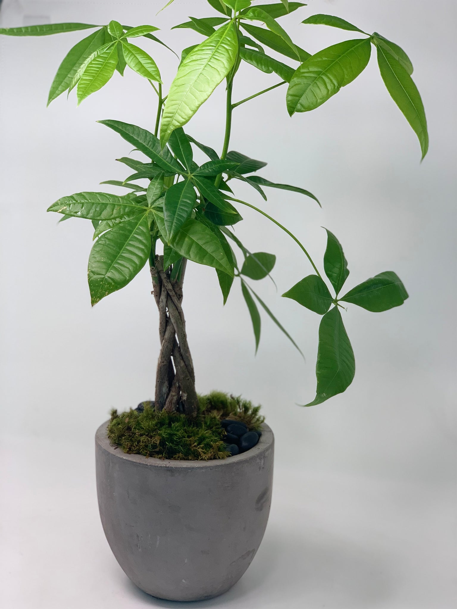 large money tree plant