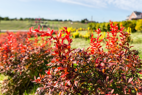 Berberine for insuline resistance