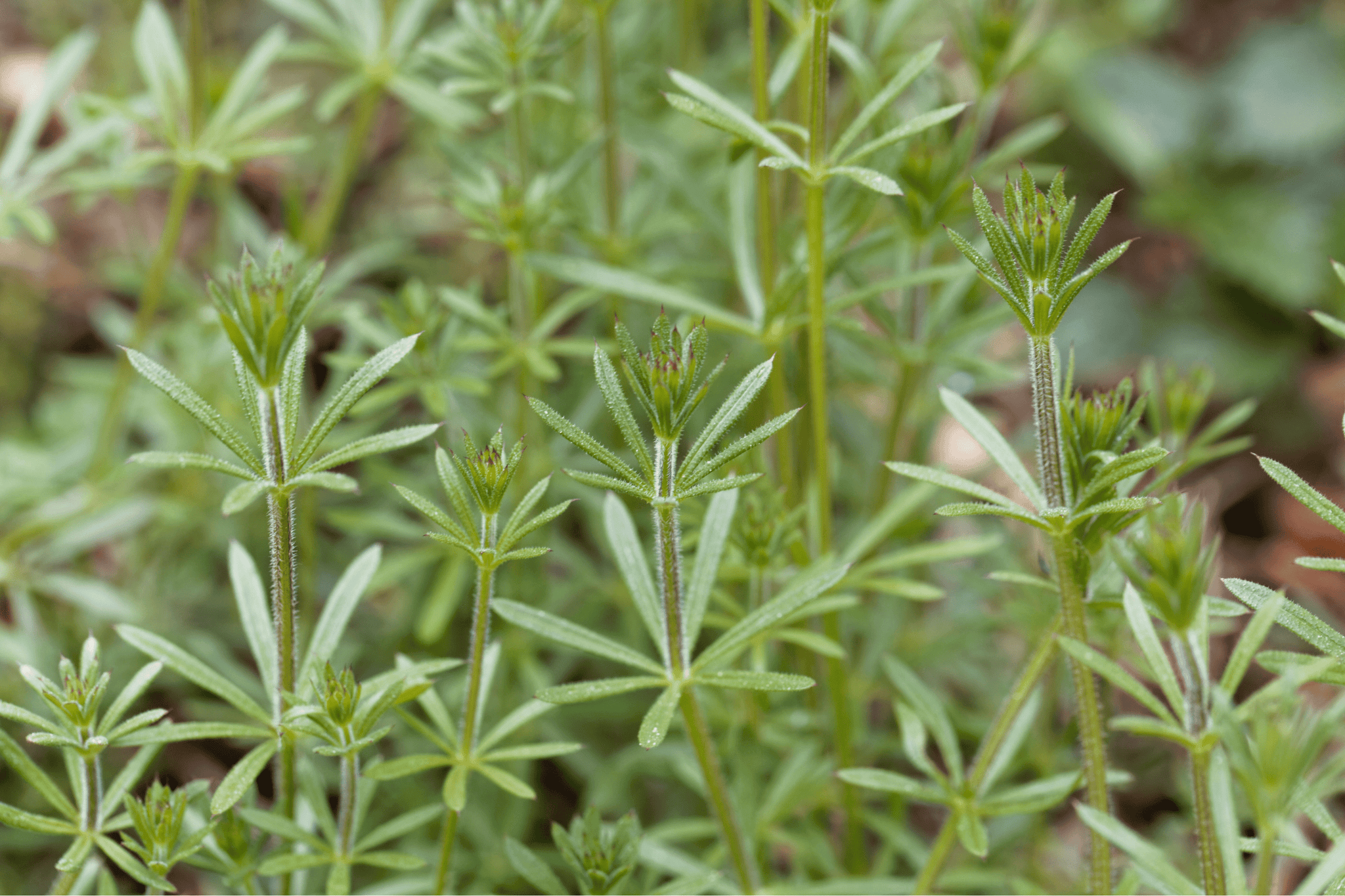 Cleavers Herb benefits