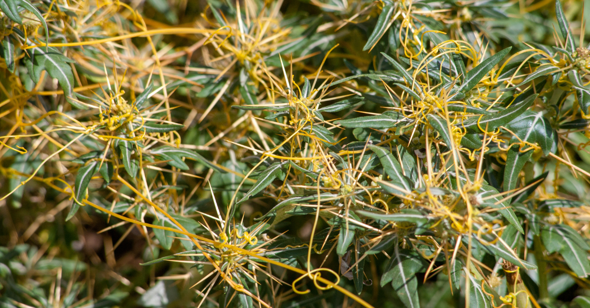 Cuscuta campestris and its benefits