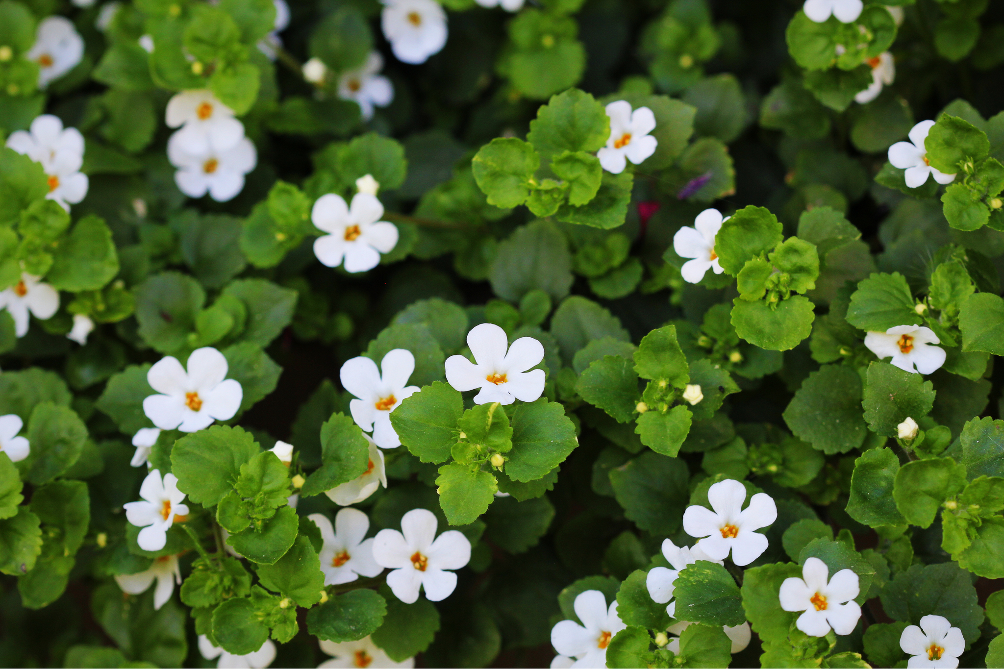 brahmi benefits