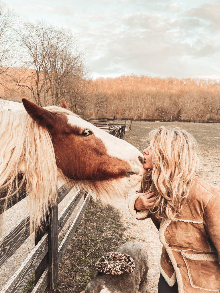 gypsy vanner horse