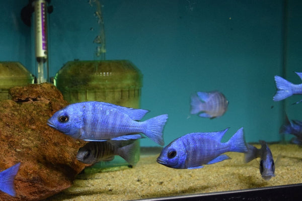 Aquarium Fish Depot - Cichlid Fish 