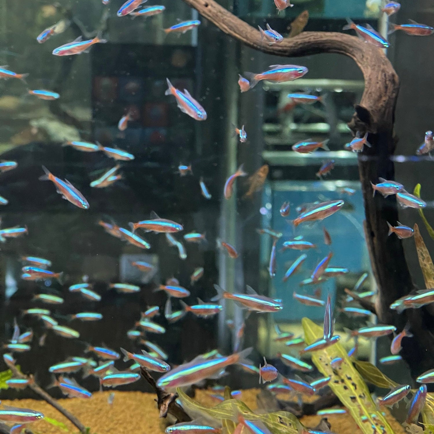Aquarium Fish Depot - Fish Store, Saltwater Freshwater Fish, Corals