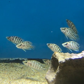 aquarium fish depot
