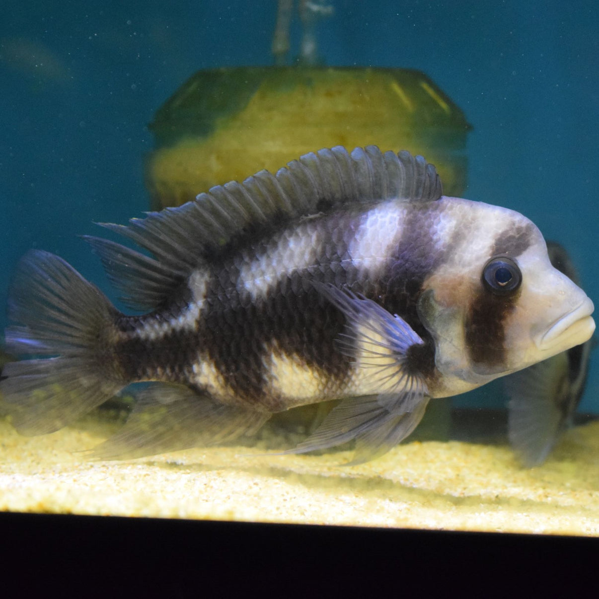 BLACK WIDOW FRONTOSA PAIR - for sale at Aquarium Fish Depot
