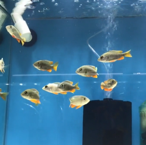 aquarium fish depot