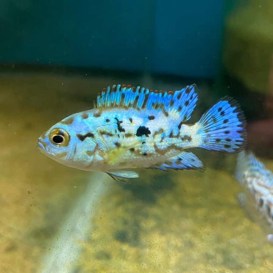 new world cichlids