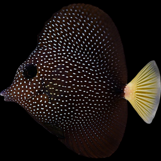 vorm Schat Het beste Aquarium Fish Depot - Fish Store, Saltwater & Freshwater Fish, Corals
