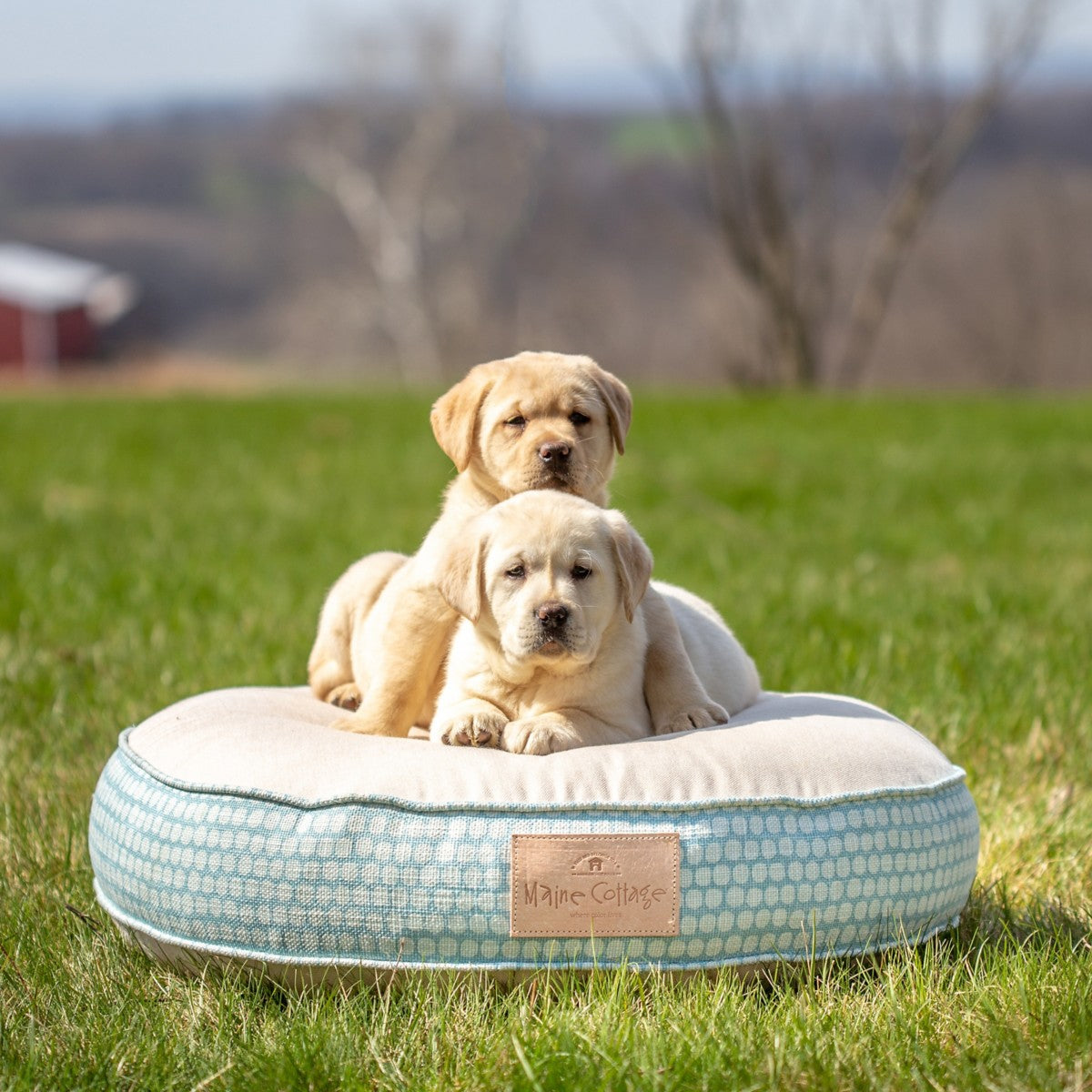 at home dog beds