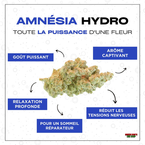 Meilleure fleur de chanvre : Amnésia Hydro CBD