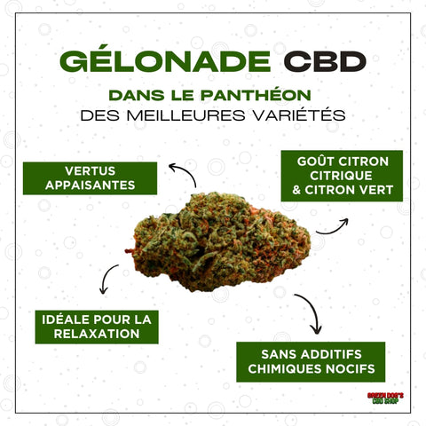 Meilleure fleur de cbd : Gelonade